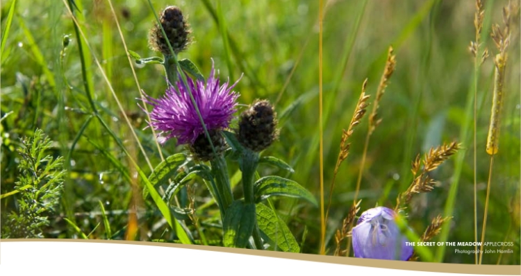 Scottish Thistle